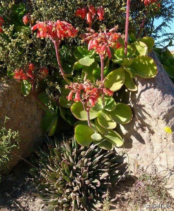 Cotyledon 'macrantha' ©JLcoll.879